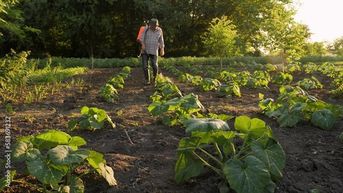 Backpack sprayer gardener working farmer spraying insecticide. Old farmer farm spraying pesticide sprayer garden farm vegetable garden spraying crop protection plant. Knapsack sprayer farmer herbicide