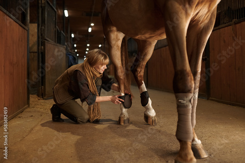 Woman horse owner putting bandage on animal leg to prevent injury