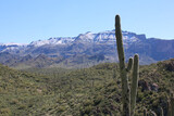 saguaro cactus in Superstition Mountains