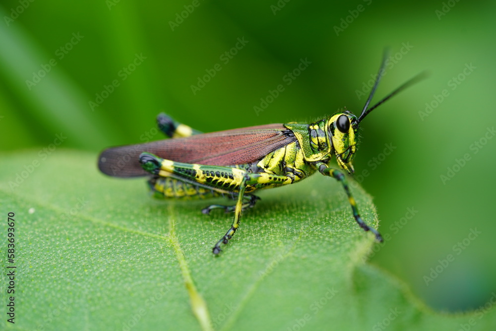 Adult Soldier Grasshopper of the species Chromacris speciosa in Amazon rainforest. Near the village of Terra de Caju, state of Amazonas, Brazil.
