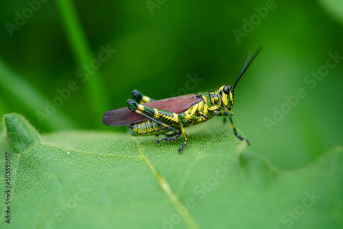 Adult Soldier Grasshopper of the species Chromacris speciosa in Amazon rainforest. Near the village of Terra de Caju, state of Amazonas, Brazil. © juerginho