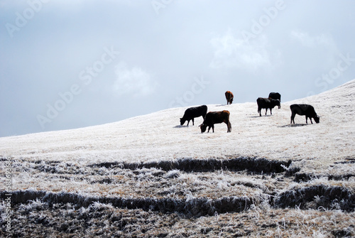 cows on an ice hill from tafi del valle village argentina photo