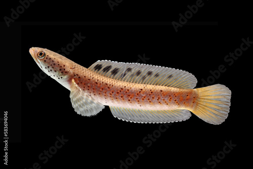 Snakehead fish  Channa orna yellow lips