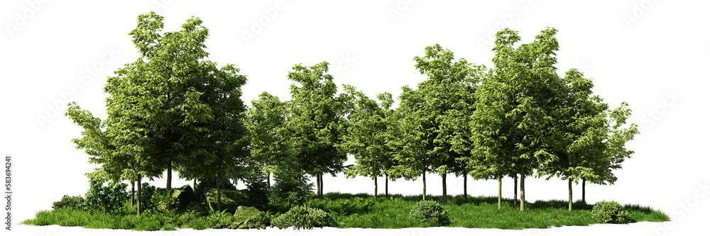 grove, trees and flowers in a small forest, isolated on transparent background banner