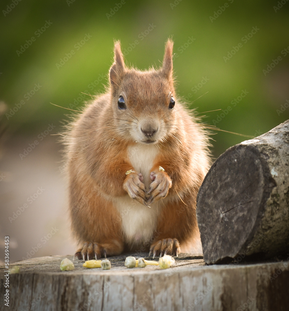 Red squirrel facing camera sitting up and feeding Red squirrel facing camera sitting up and feeding