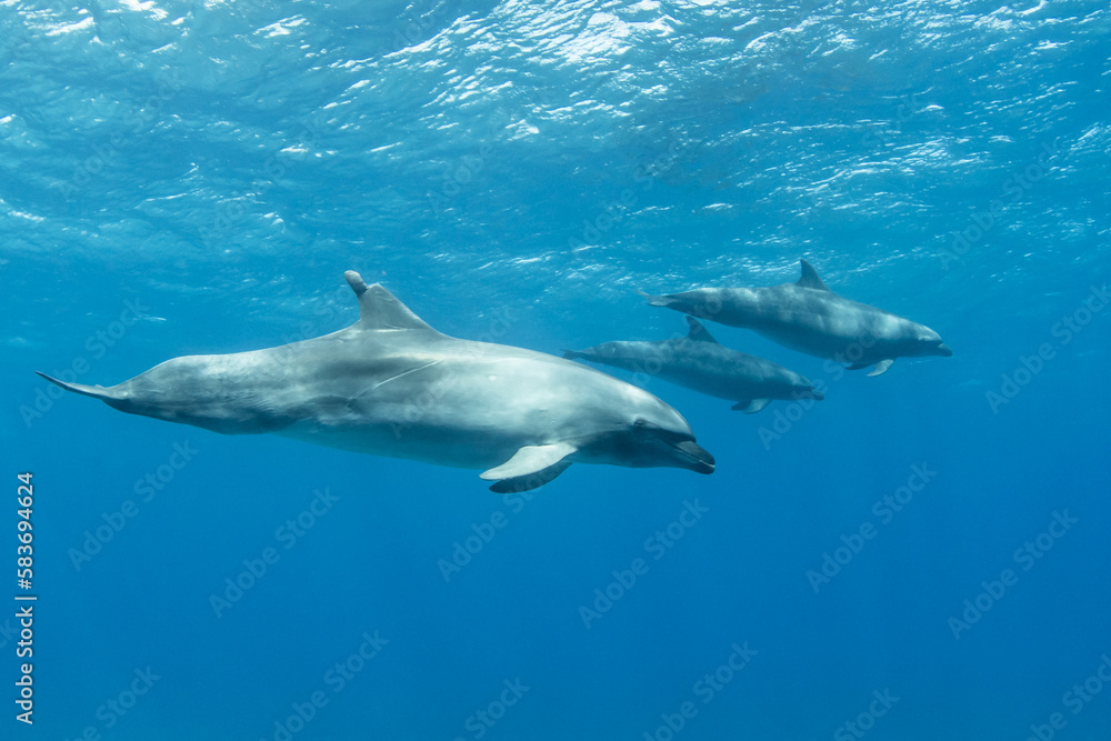 Bottlenose dolphins swimming near to the surface, French Polynesia Bottlenose dolphins swimming near to the surface, French Polynesia