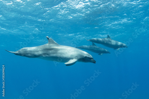 Bottlenose dolphins swimming near to the surface, French Polynesia © Tropicalens