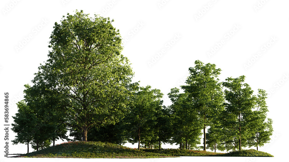 small grove, trees and flowers in a forest, isolated on transparent background