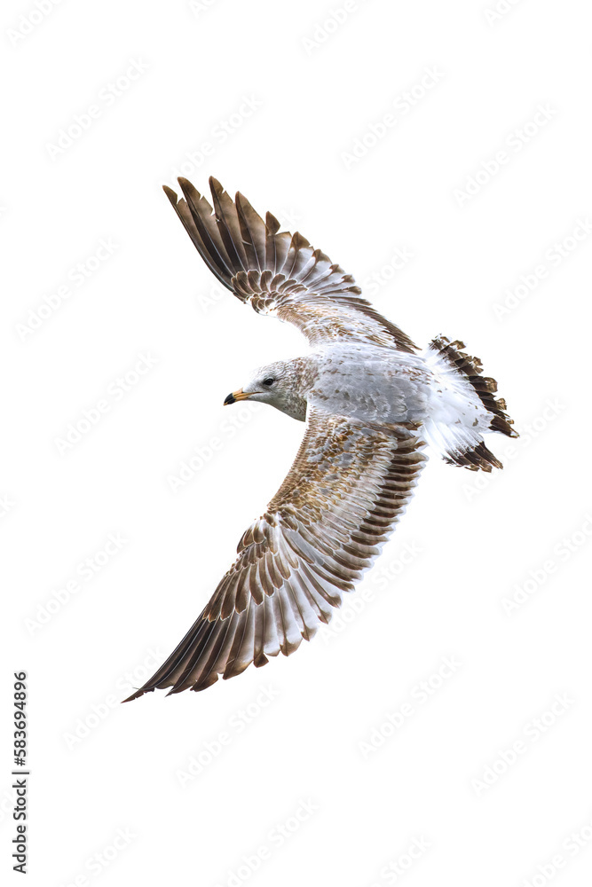 Obraz premium Ring-billed Gull. Larus delawarensis