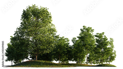 small grove, trees and flowers in a forest, isolated on transparent background  © dottedyeti