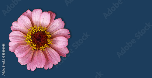 Mother s Day card with pink zinnia flower on blue background. Mother s Day floral background with copy space.