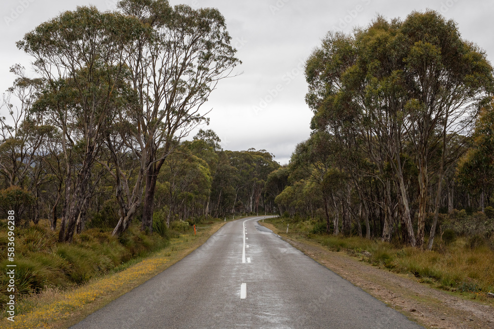 Fototapeta premium Tasmanian Driving