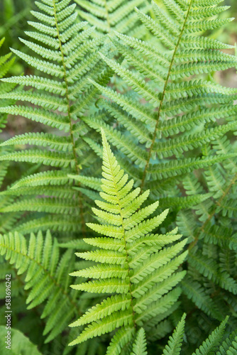 Green leaf of fern plant closeup. Natural beautiful green leaves background, texture, pattern