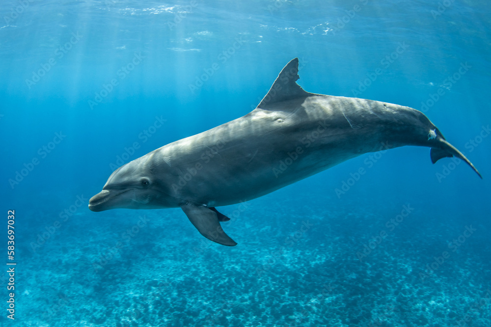 Obraz premium Bottlenose dolphin near to the surface, French Polynesia