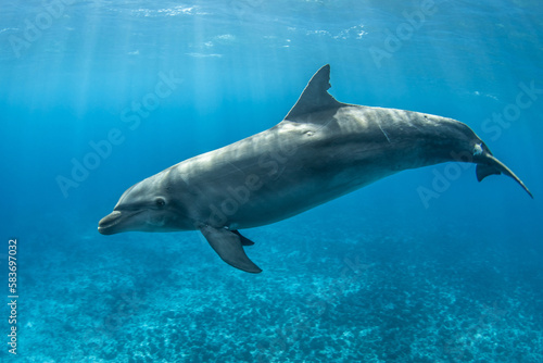 Bottlenose dolphin near to the surface  French Polynesia