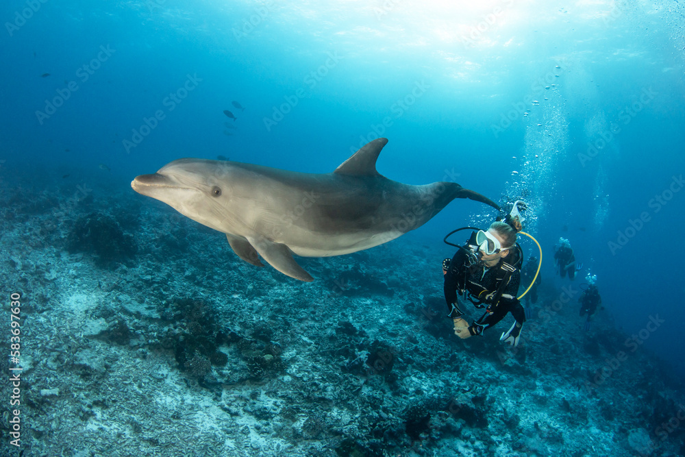 Fototapeta premium Bottlenose dolphin with a scuba diver, French Polynesia