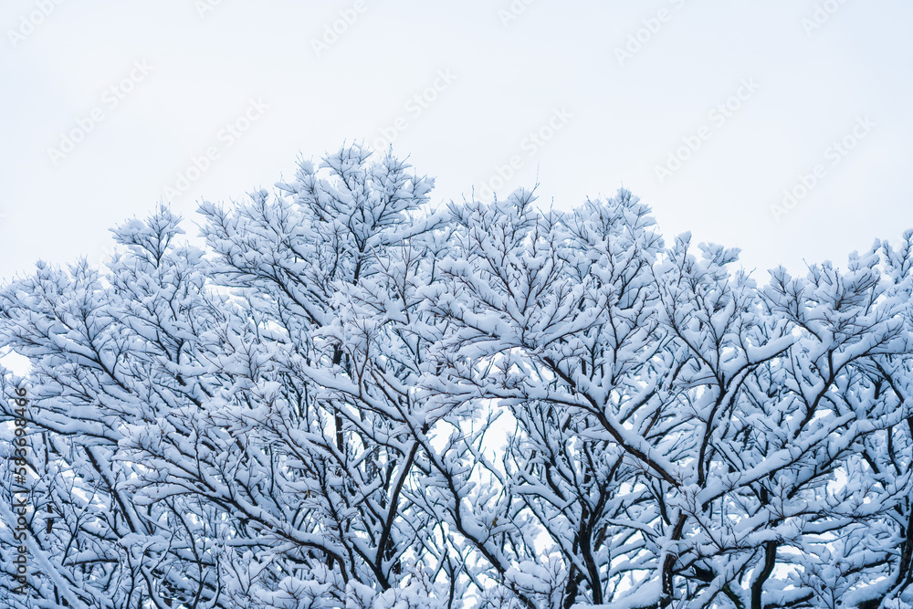 Branches in the snow close-up. Winter background Branches in the snow close-up. Winter background