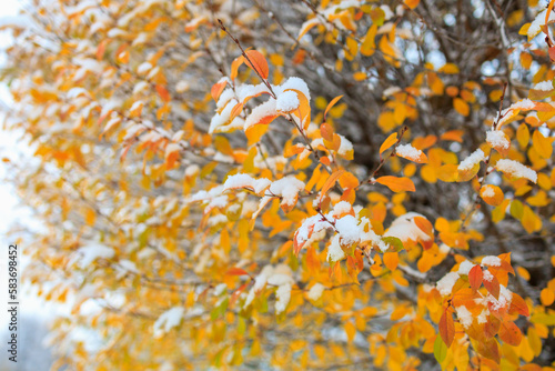 Autumn yellowed leaves on a tree in the snow. Winter background  selective focus