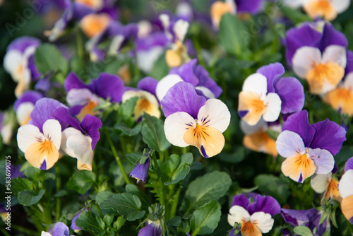 Flower carpet of purple-yellow pansies in a flower bed spring flowers background