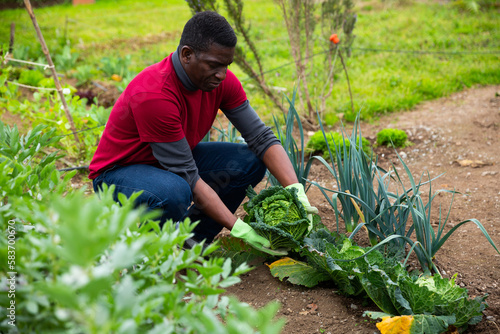 African American amateur gardener harvesting ripe Savoy cabbage on his kitchen garden..