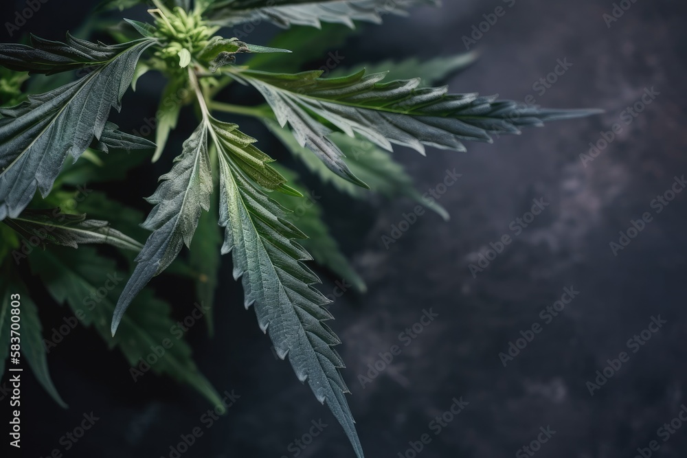 Cannabis plant detail on dark background Generative AI Cannabis plant detail on dark background Generative AI
