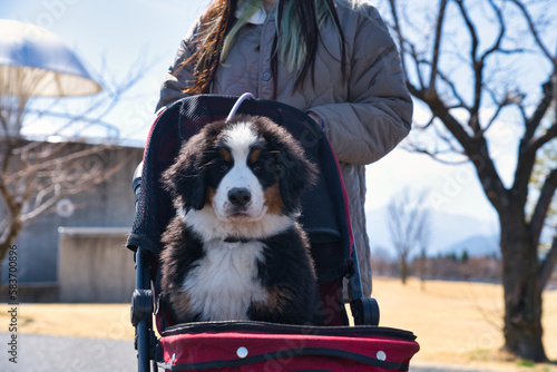 乗り物に乗る仔犬
