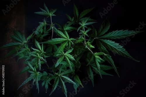 Cannabis plant detail on dark background Generative AI