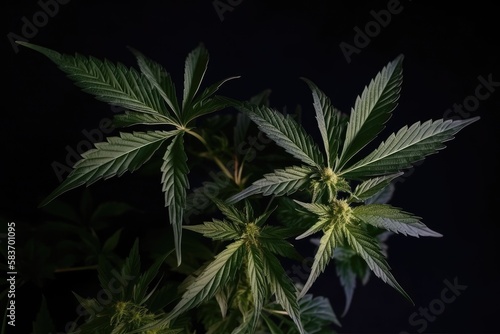 Cannabis plant detail on dark background Generative AI