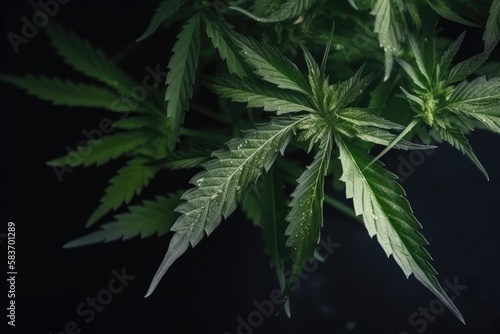 Cannabis plant detail on dark background Generative AI