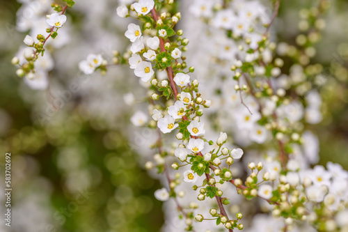 Blooming Snow Willow in the Spring Garden