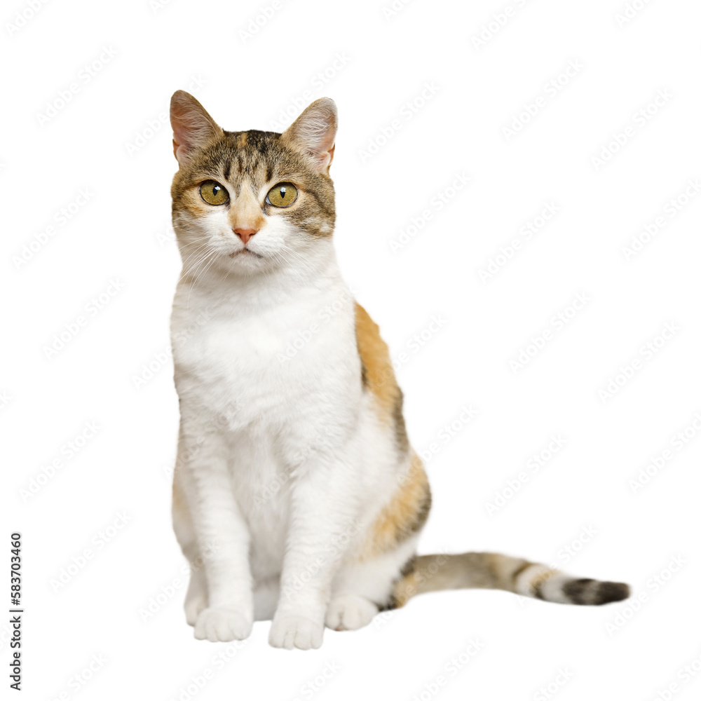 Three colored Calico cat is sitting, looking at the camera on light gray background.