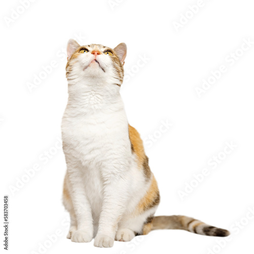 Three colored Calico cat is sitting, looking up on light gray background.