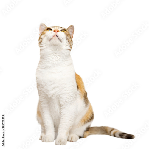 Three colored Calico cat is sitting, looking up on light gray background. photo