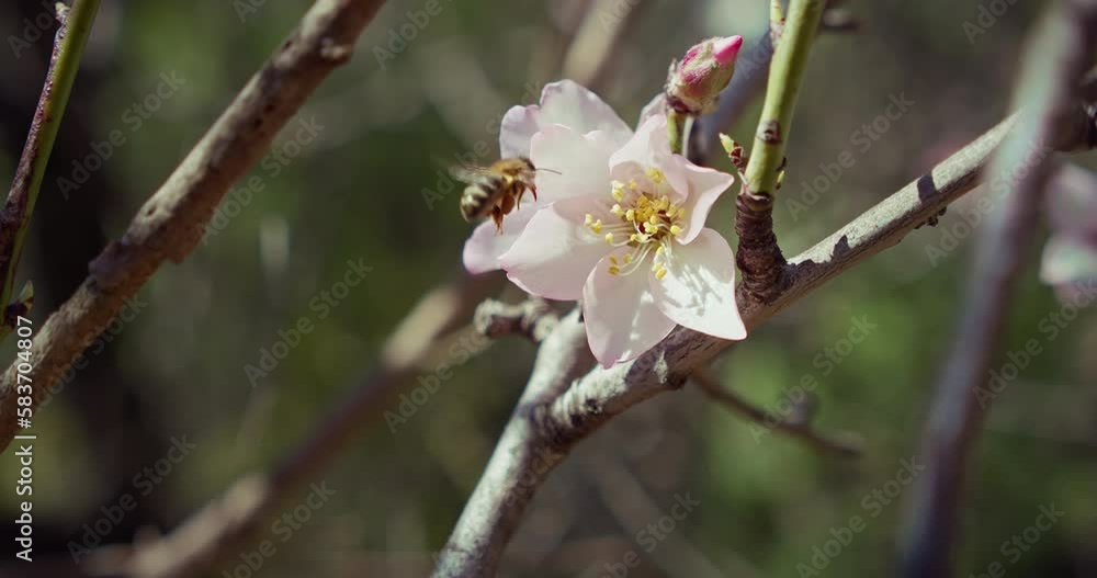 Honey bee pollinating flowers on a tree. Insect Collects Pollen from almond blossom. Honey bee pollinating flowers on a tree. Insect Collects Pollen from almond blossom.