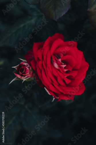 Red roses on the background of sun rays in the garden. Greeting card template, banner for Valentine's Day and Women's Day holiday wishes. Mother's Day.