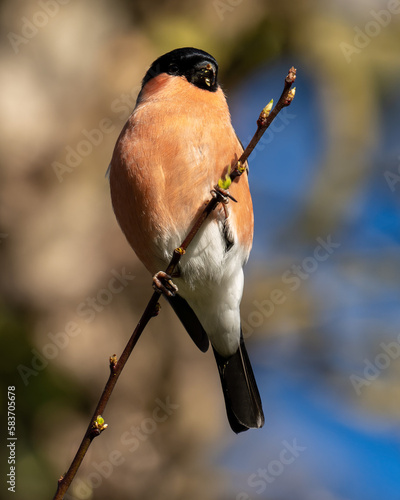 Male bullfinch