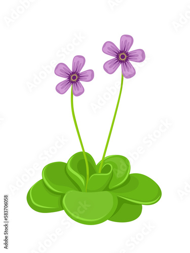 Vector illustration, Common Butterworth or Pinguicula vulgaris, isolated on white background. photo