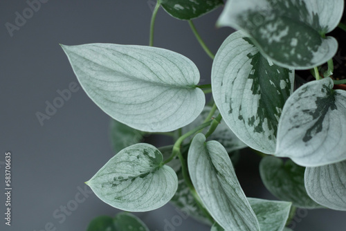 Beautiful indoor plant Scindapsus pictus 'Silver Ann' on gray background. photo
