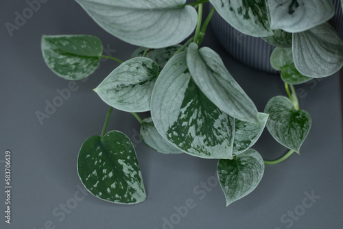 Foto Beautiful indoor plant Scindapsus pictus 'Silver Ann' on gray background