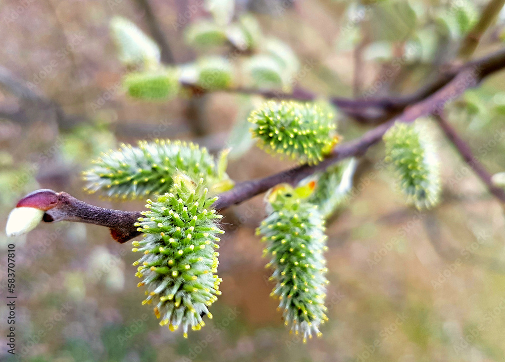 Fluffy green buds of a willow tree swelled against a blurred background
