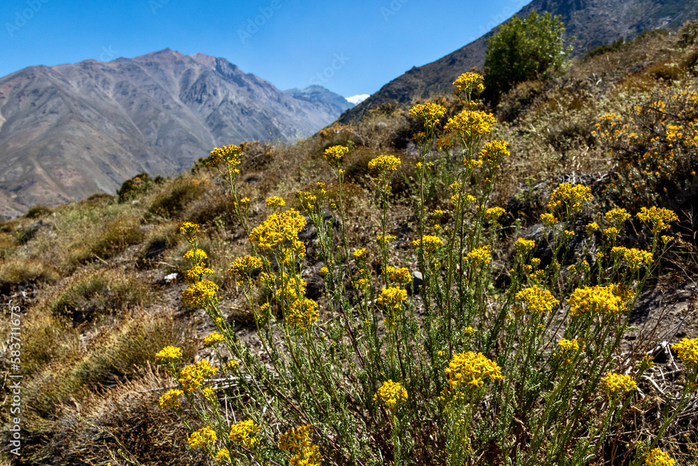 Yellow wildflowers at Refugio Aleman in the Andes at Yerba Loca Nature Sanctuary in Chile