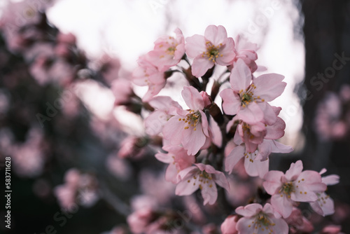 早咲きの満開の桜の花のクローズアップ