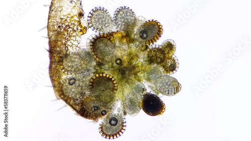 Canvastavla Fern sorus contains many sporangium