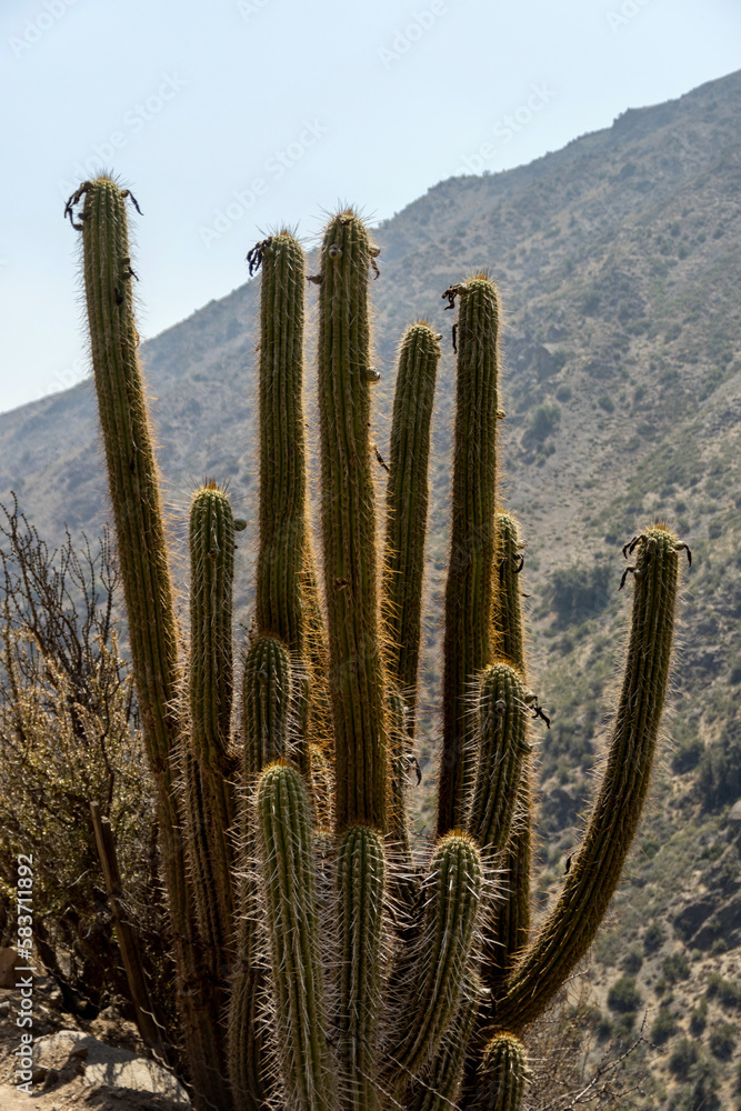Echinopsis chiloensis hedgehog cactus in Andes mountains in Chile
