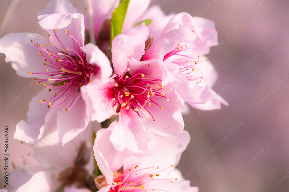 A close-up of the beautiful pink peach blossoms that bloom in the peach orchard in spring A close-up of the beautiful pink peach blossoms that bloom in the peach orchard in spring