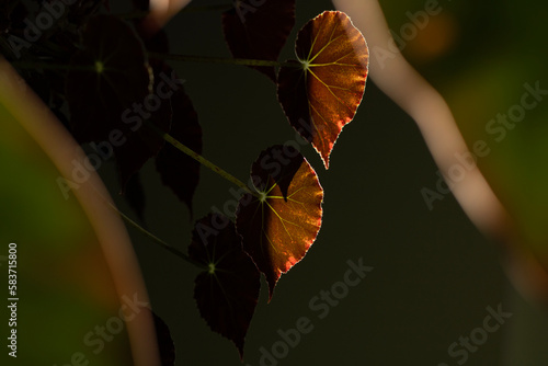 Beautiful closeup of 'Begonia bowerae' (Begonia boveri) with a bright evening sunbeams. photo