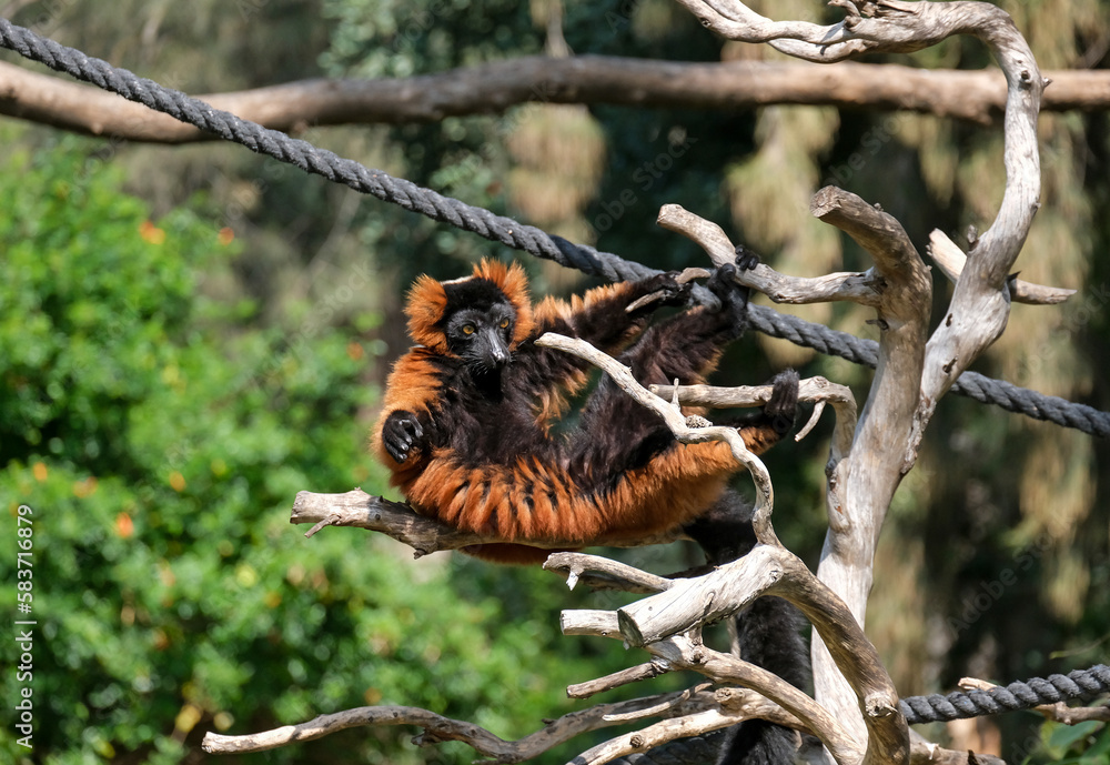 Fototapeta premium Lemur Red vari (lat. - Varecia rubra)