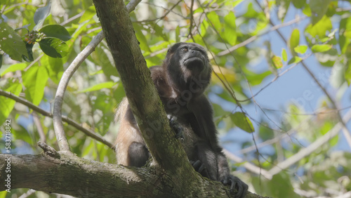 low shot of a howler monkey sitting in a tree at manuel antonio