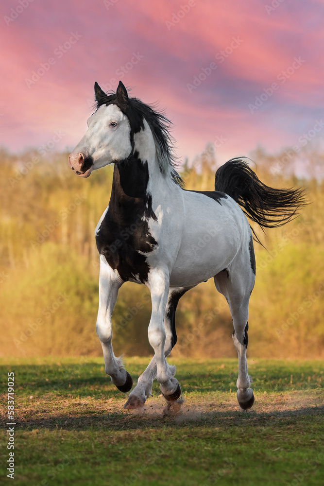 Beautiful overo paint horse stallion running in the field in summer Beautiful overo paint horse stallion running in the field in summer