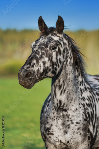 Portrait of Knabstrupper breed horse photo